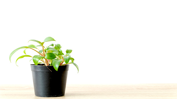 サクラフレッシュ｜SGU-HOME